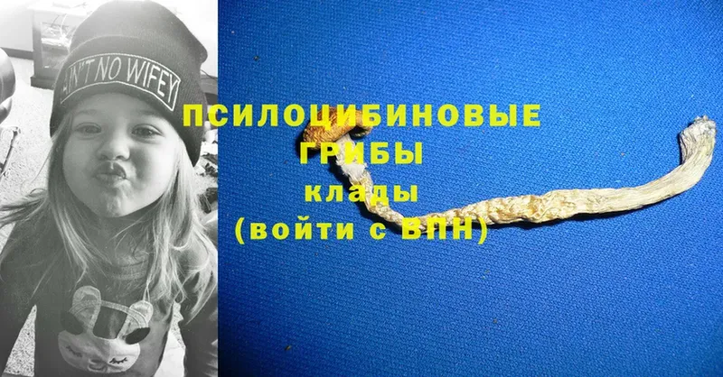 купить наркотики сайты  Чкаловск  Галлюциногенные грибы Psilocybe 